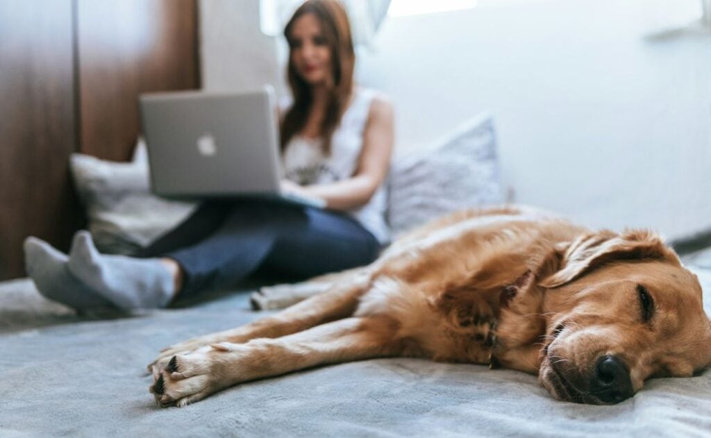 A woman and a dog on a bed. The dog is sleeping and the women is writing on a laptop. 